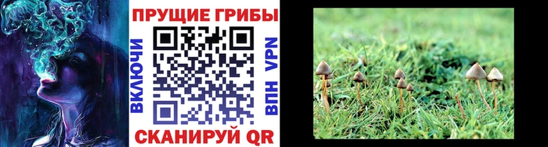 Галлюциногенные грибы Cubensis  Купить закладки  Коркино 